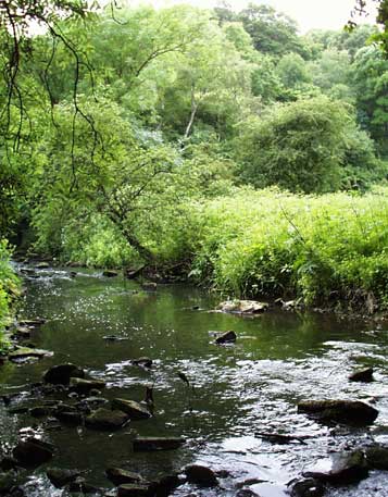 Causey Burn